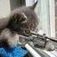 mp3fritz